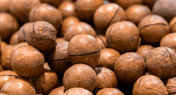 Kenya’s macadamia export ban sparks industry divide