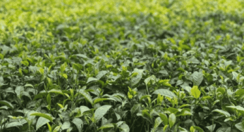 Kenya waives packaging tax to boost tea sector, eyes direct export markets 