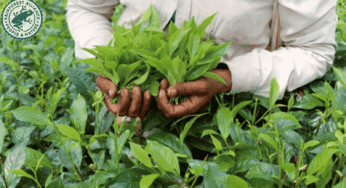 Kenya halts Rainforest Alliance certification for tea factories over high costs, limited farmer benefits 